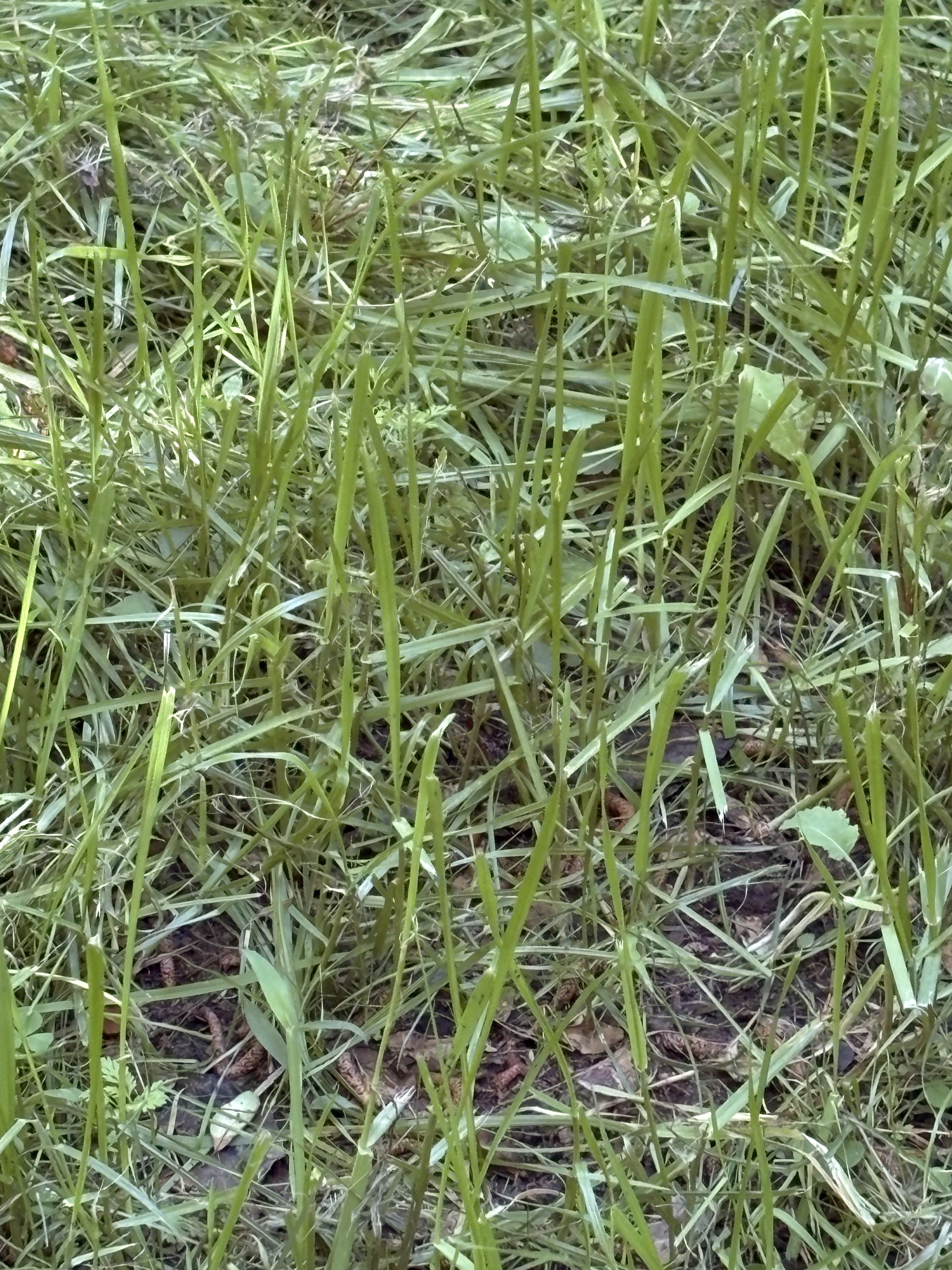 Dense brush and saplings covering a property line before clearing