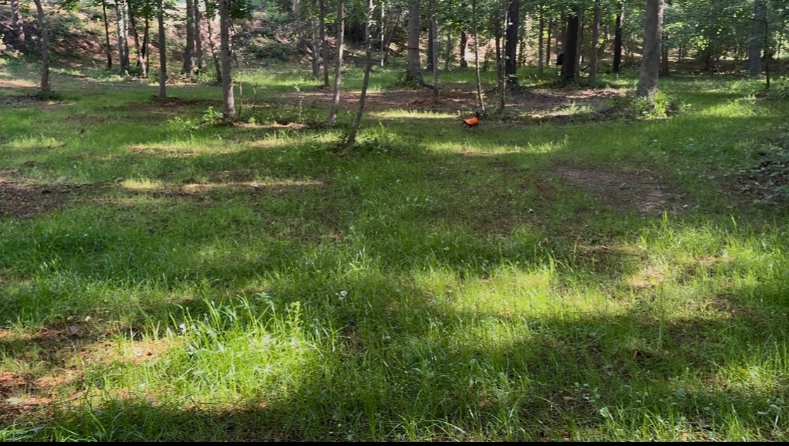 Same food plot months later with lush green growth established under the trees