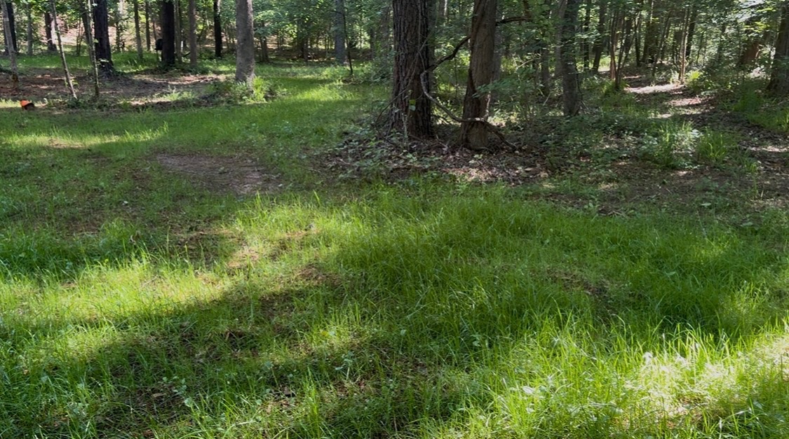 Same wooded lot cleared and mulched with mature trees left standing