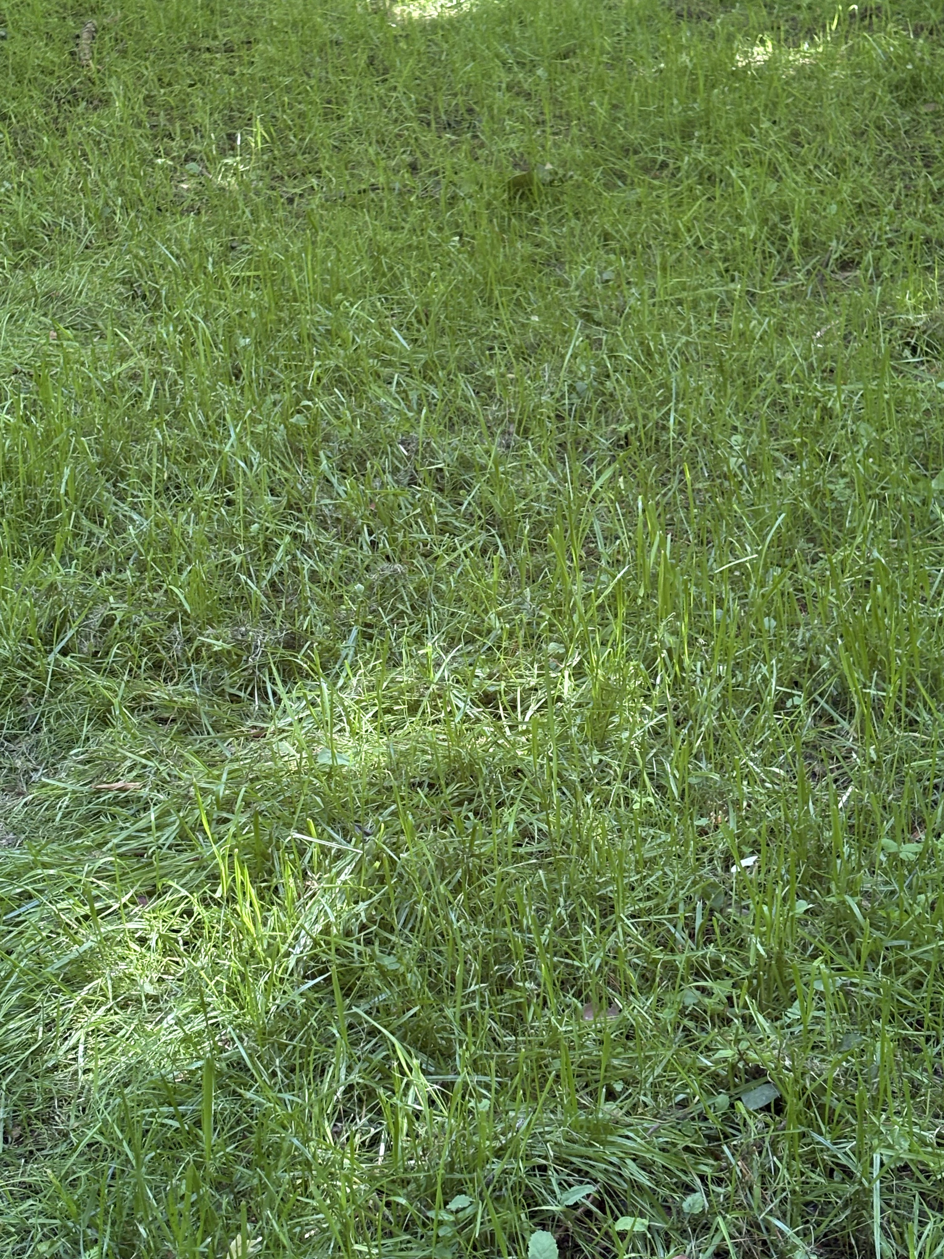 Property line opened up and clean after forestry mulching
