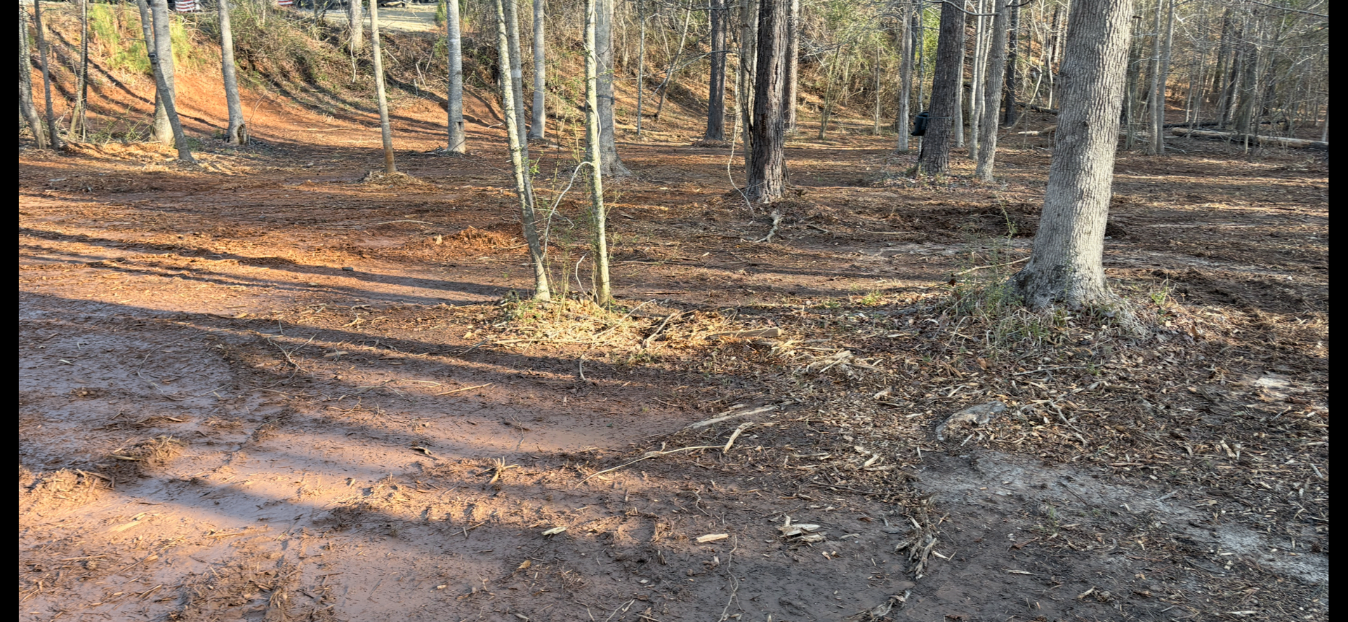 Freshly cleared wooded food plot with bare soil between mature trees